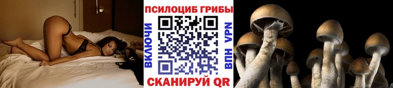 Псилоцибиновые грибы Psilocybine cubensis  Железноводск 